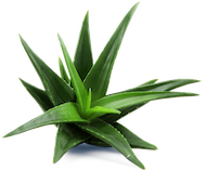 aloe-icon