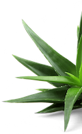 aloe-icon
